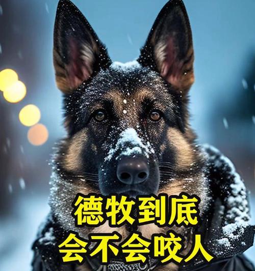 德国牧羊犬的饮食需求及喂养注意事项（了解德牧的饮食需求，打造健康的生活方式）