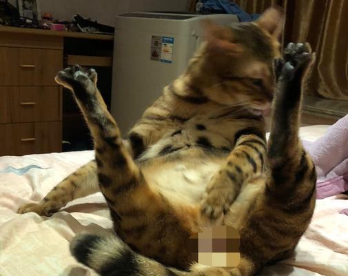 猫咪阉割后的恢复期时长及注意事项（猫咪阉割恢复期需要多久？如何科学护理？）