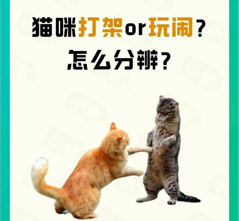 猫又打起来了！探究猫喜欢打架的原因（猫的天性和环境因素导致其喜欢打架，如何进行有效管理？）