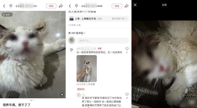 探寻猫咪世界的乐园——购买猫咪的平台推荐（寻找完美宠物伙伴，猫咪买卖平台有哪些值得考虑？）