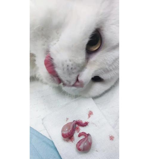 公猫绝育需要多长时间？（了解公猫绝育手术的时间和恢复过程）