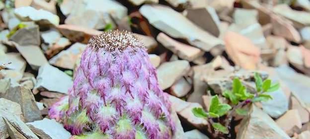 潜在致命危险（探究造成兔子死亡的几种常见植物及其防范措施）