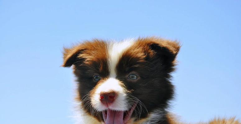 边牧犬的多彩外貌（魅力无限的边牧犬外观中的八大颜色）