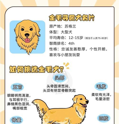 金毛耳朵清理指南（细致呵护，定期清理，让金毛耳朵健康明亮）