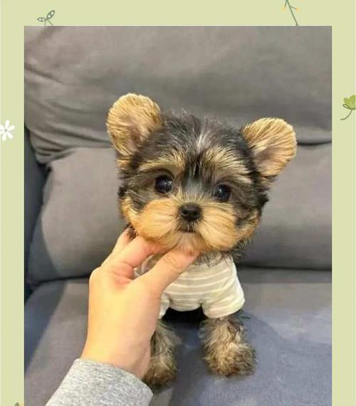 新手养狗的首选（如何选择适合新手的狗种？一文读懂养狗初心）