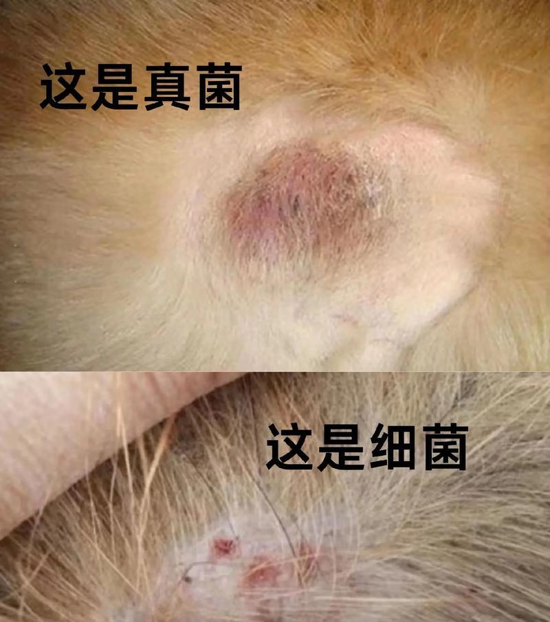宠物狗狗身上的细菌密集点及清理方法（保持宠物狗狗健康的关键）