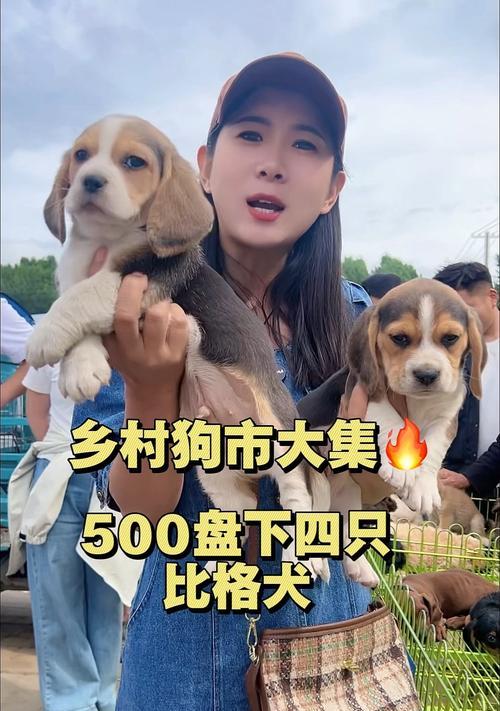 比格犬喂食禁忌（比格犬的健康禁忌，你了解多少？）