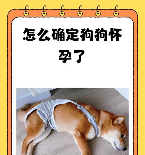 狗狗临产前的症状及应对方法