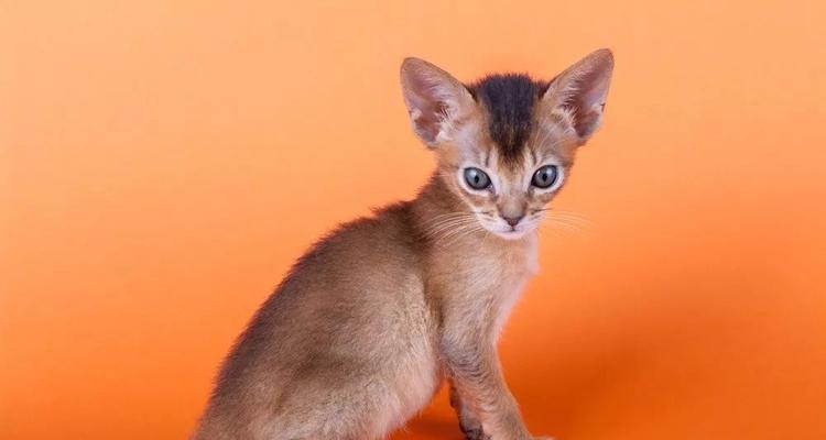 猫的奇妙世界（探索猫的各类品种与特征，了解它们的神奇魅力）