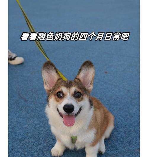 狗身上的四个宝（人类最好的伴侣，狗的身上蕴藏着四个宝贵品质）