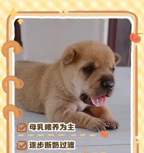 奶狗成长观察（揭秘奶狗从初生到行走的关键时刻）