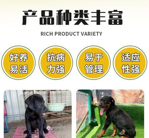 拉布拉多犬的成长与饲养（养狗的责任与快乐，拉布拉多是个好选择）