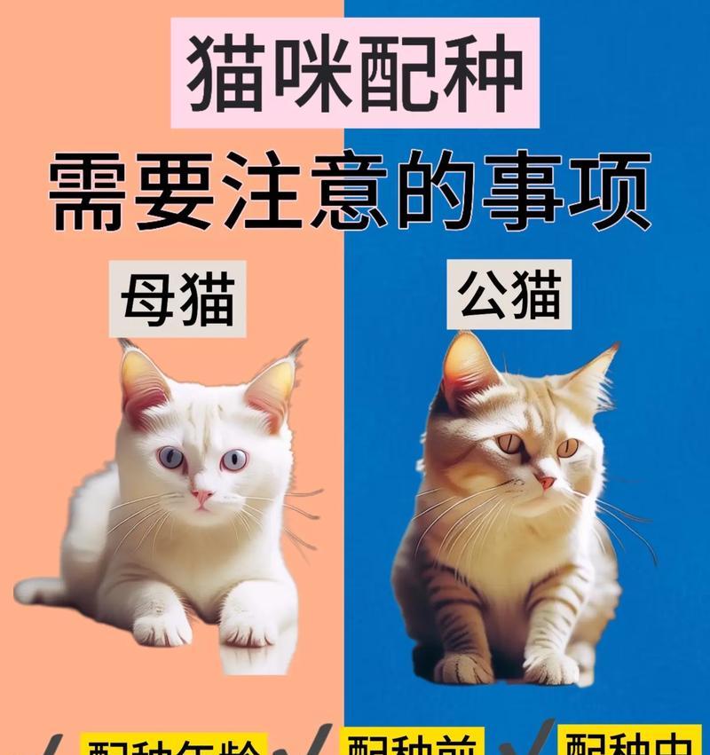 猫咪配种时间的探讨（了解猫咪的繁殖周期及最佳配种时机）