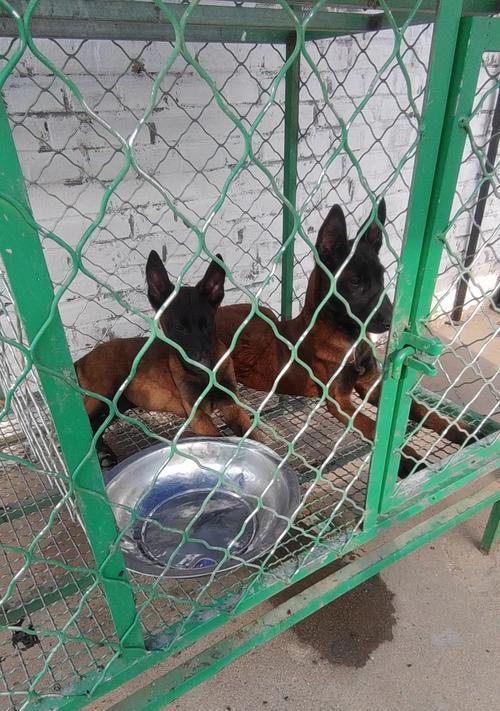看护犬（看护犬的职责与重要性，以及其对人类的积极影响）