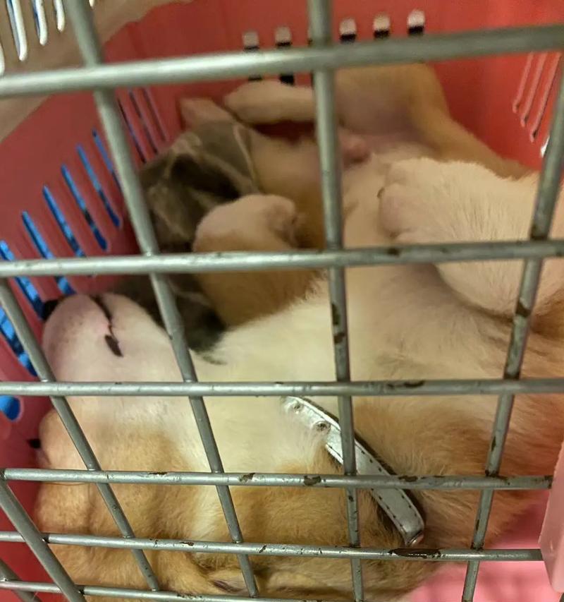 柯基成年多久？（揭秘柯基犬的成长时间与特点）