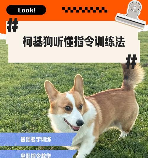 如何训练宠物（以训练宠物需要多久？）