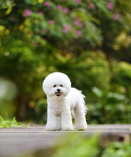 探究比熊犬忽然翻脸咬人的原因（为什么比熊犬有时不愿意让人抚摸？）