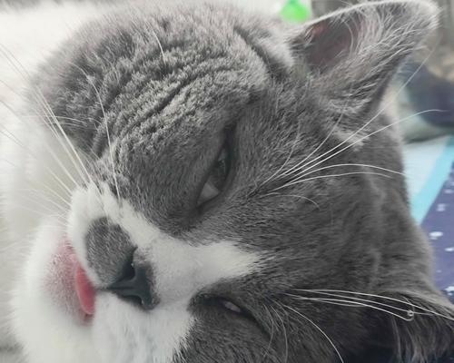 公猫绝育和不绝育的区别（为什么要给公猫绝育？绝育对公猫有哪些好处？）