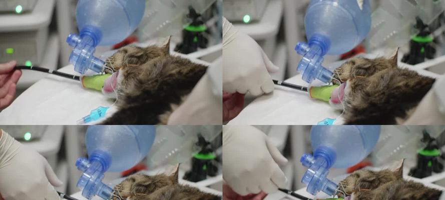 猫打需要多久？（了解猫咪过程中的时间安排）