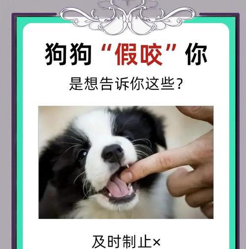 原来狗咬胶的5大好处，让你的狗狗更健康快乐（了解狗咬胶的神奇功能，提升你和宠物的互动关系）