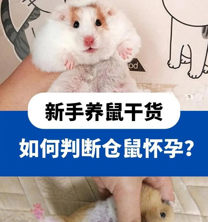 探索仓鼠世界（揭开仓鼠的种类之谜，带你走进仓鼠的多样世界）