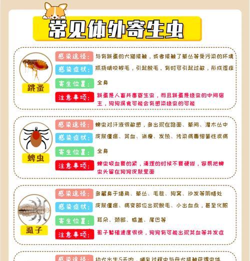狗身上的寄生虫寿命（深入研究狗身上寄生虫的生命周期，了解其寿命）