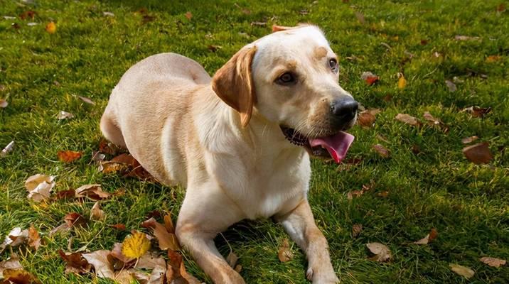 重中型犬（探索重中型犬的品种和特点）