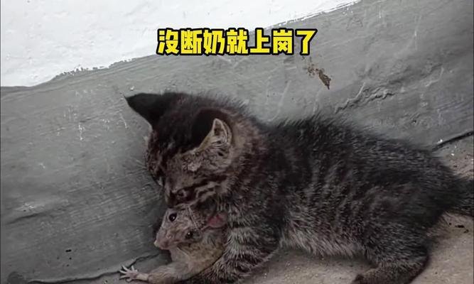 狗狗为什么比猫更擅长抓老鼠？（探究狗狗抓老鼠的本能反应和技巧）