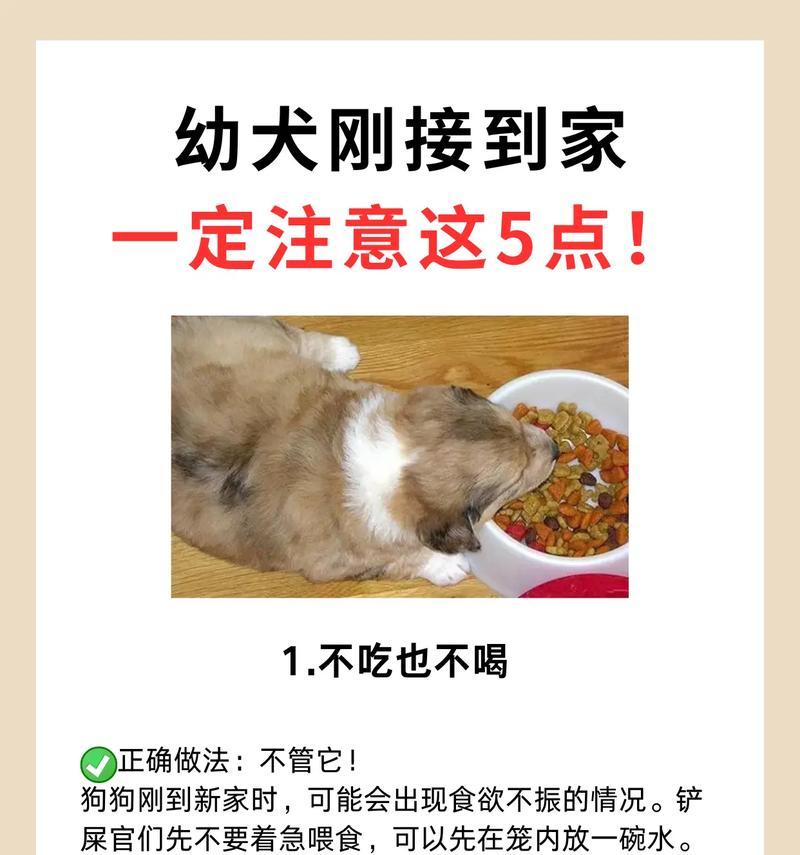 小狗到家后何时开始喂食？（了解小狗喂食时间的重要性与注意事项）