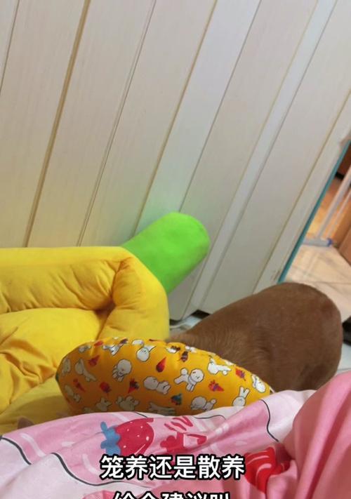 柯基狗狗需要接种狂犬疫苗的时间（了解柯基犬狗接种狂犬疫苗的最佳时机）