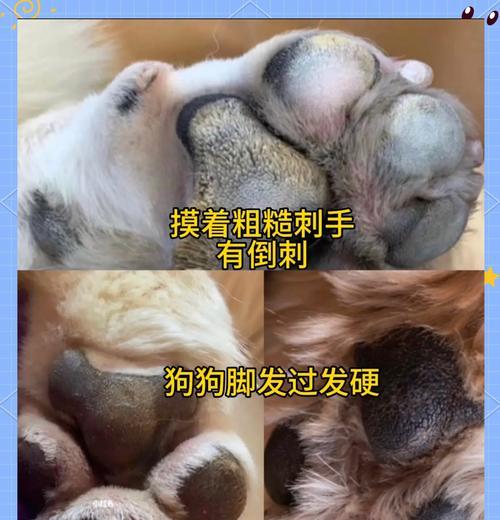 如何正确护理刚出生的小狗（详细指南和技巧助你成为宠物小狗的好爸爸或好妈妈）