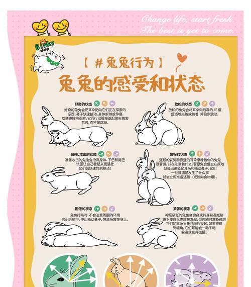 宠物兔的睡眠习性与时间需求（探究宠物兔一天睡多久，科学关怀你的小伙伴）