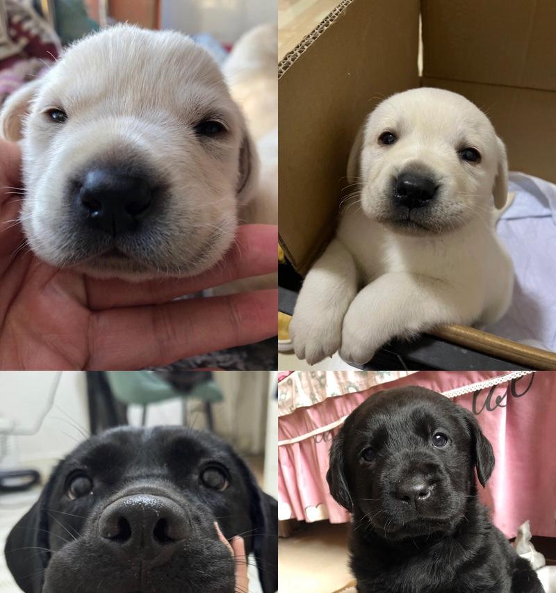 拉布拉多犬养公还是养母？区别和选择策略（性别之争）