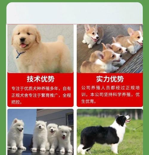 博美立耳（揭秘博美立耳拆卸过程及时间要求）