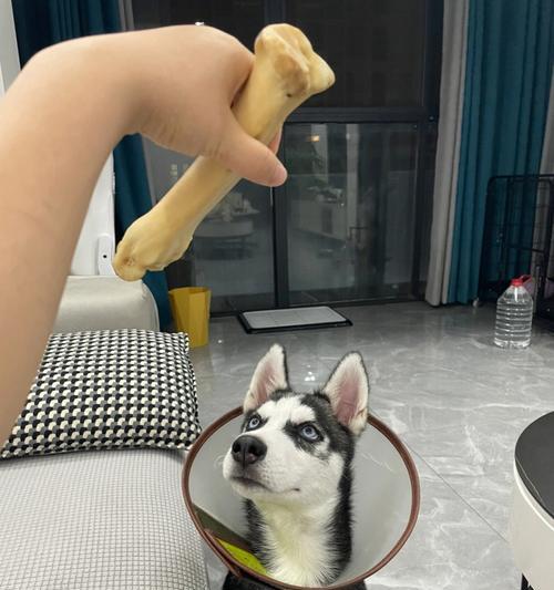 哈士奇多久可以吃骨头？（了解适合哈士奇食用骨头的时间和注意事项）