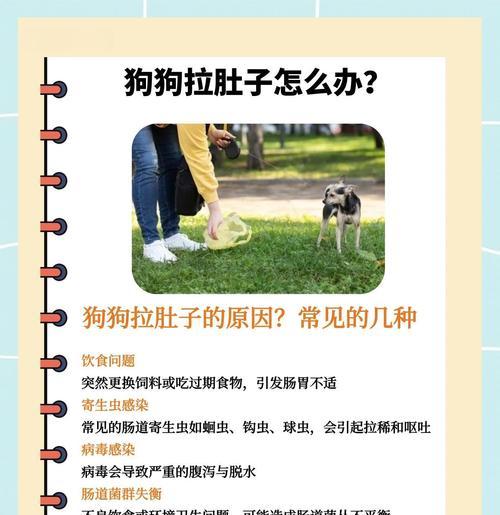 狗狗驱虫后会出现拉稀的原因（了解狗狗驱虫后拉稀的几个主要原因）
