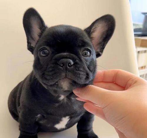 解密法斗犬的高昂价格（探究法斗犬的市场价值与购买成本）