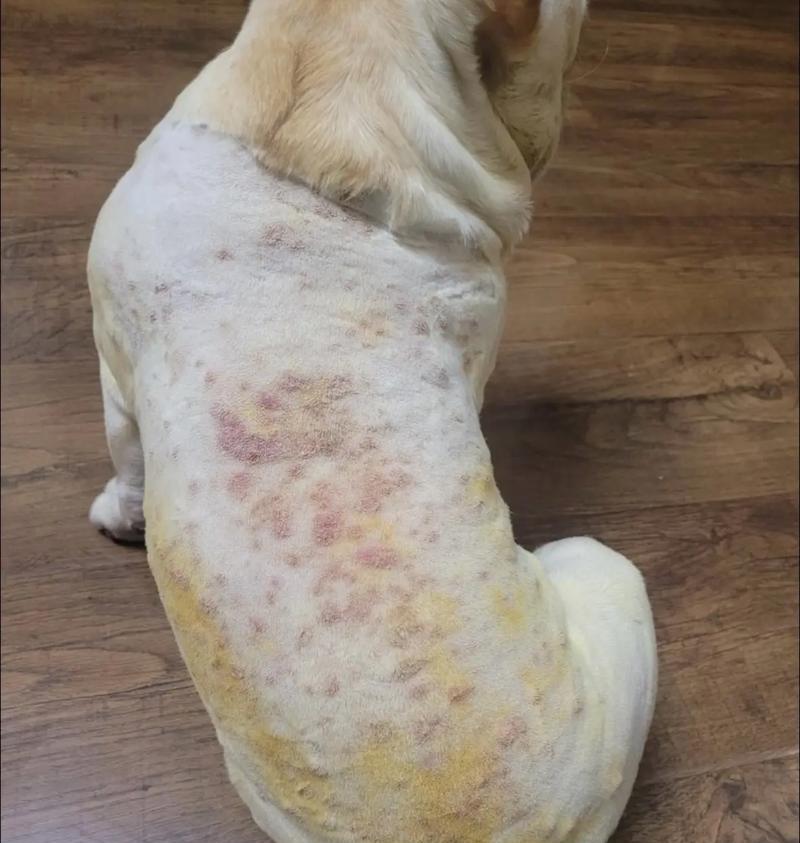 犬类常见疾病大揭秘！（了解犬类常见疾病，为宠物健康保驾护航！）