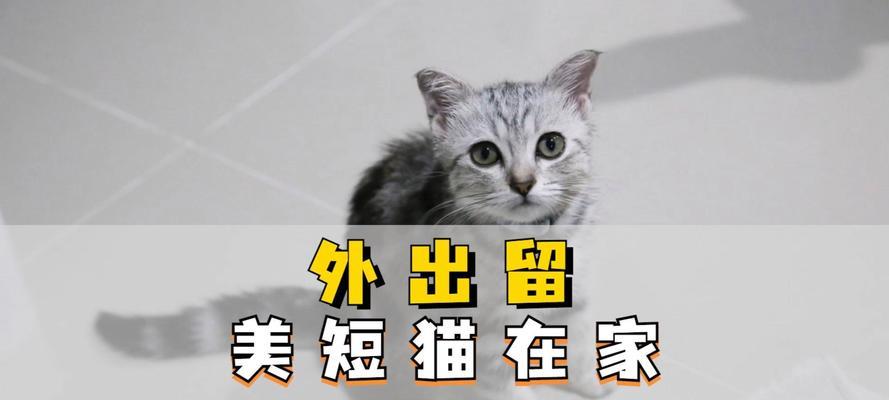 猫能独自在家多久？（探索猫咪独居时间的界限）