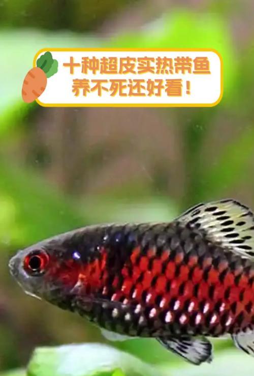 热带鱼养殖指南（挑选适合养殖的热带鱼品种）