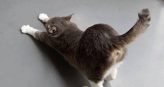 猫咪尾巴的语言（解读猫咪尾巴姿态，揭示不同心情背后的含义）