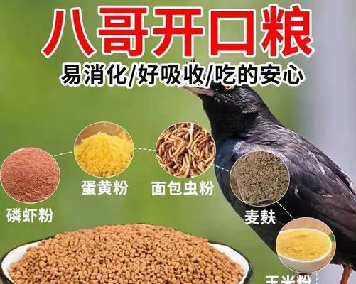 如何调教八哥鸟？（八哥鸟的饲养和调教技巧）