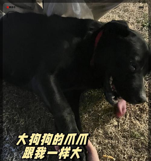 狗狗的爪爪形状与特征（探索不同犬种的爪爪奥秘，了解你家狗狗的爪爪形状）