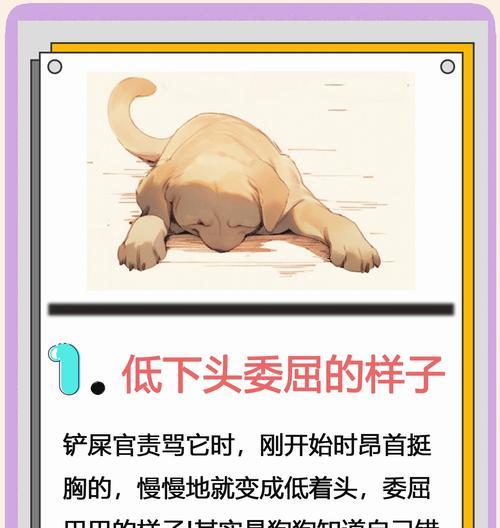 为什么狗狗突然害怕你？解读6个常见错误（如何避免让你的狗狗害怕你？）