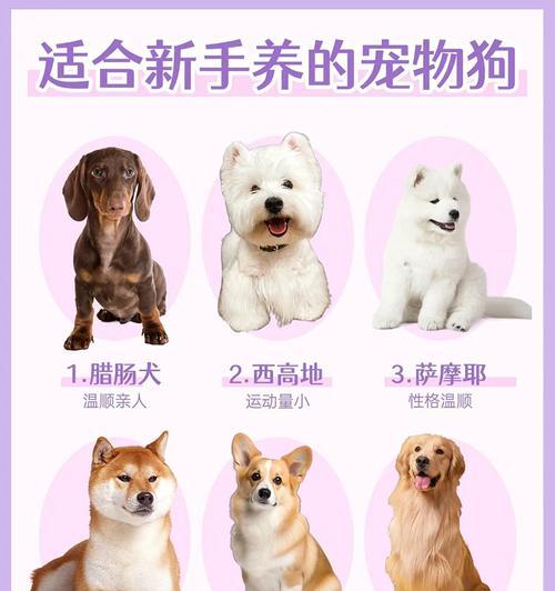 适合上班族饲养的狗狗品种