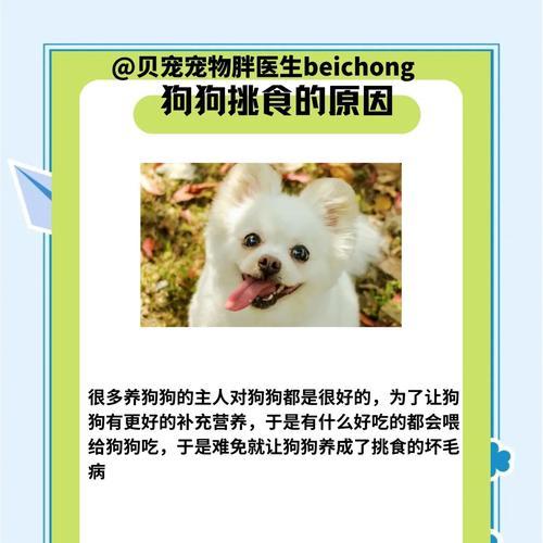 狗狗为什么会护食？（原因分析及解决方法分享）