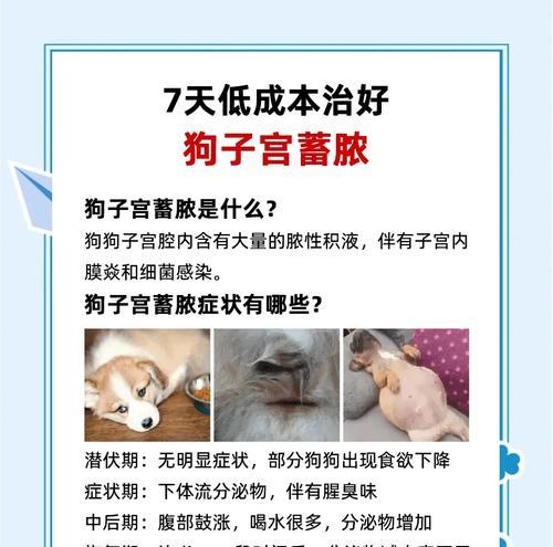 狗打了缩宫素，多久会生？（了解狗打缩宫素的影响及生产时间）