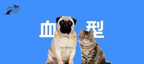 爱心拯救，宠物献血行动！（急需献血的猫咪和狗狗！）