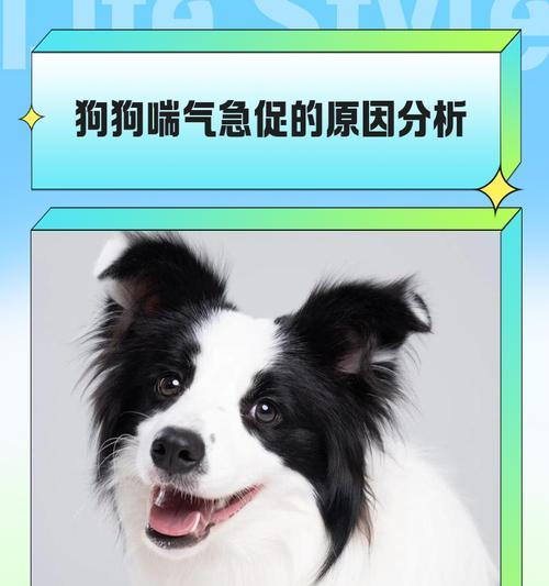 狗狗喘气的成因及重病征兆解析（频繁喘气或许暗示潜在健康问题）