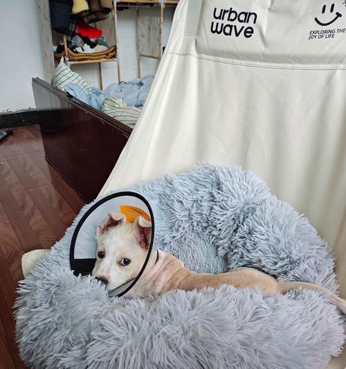 猫咪出窝时间的规律（揭秘猫咪离开窝的奥秘）